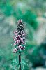 <em>Pedicularis groenlandica</em>